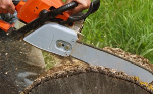 40787584 - man cuts a fallen tree.